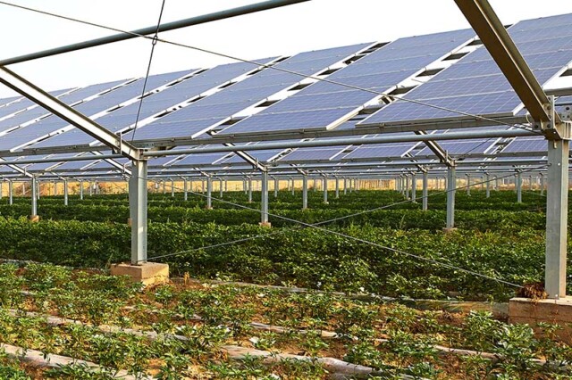 Ortaggi piantati sotto pannelli solari fotovoltaici