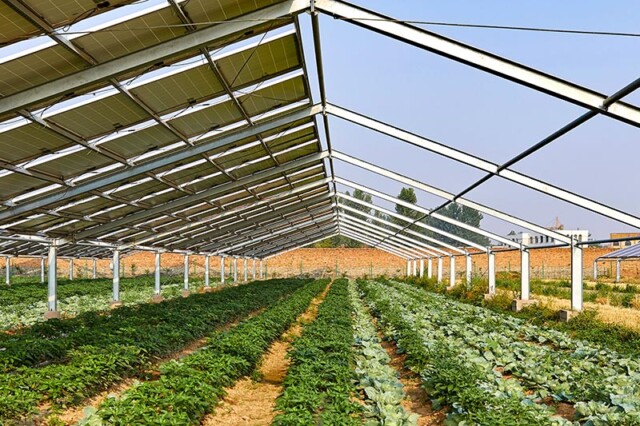 Serra di ortaggi piantata sotto pannelli solari fotovoltaici