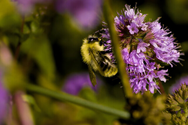 Ape su un fiore