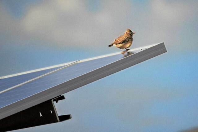 Uccello su pannello solare in un ecosistema amichevole