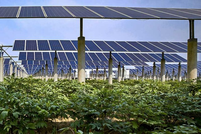 Piante verdi piantate sotto i pannelli solari fotovoltaici