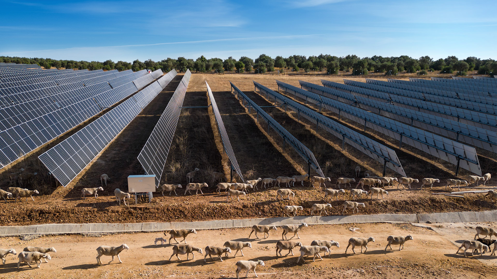 Un impianto solare fotovoltaico e un gregge di pecore in primo piano