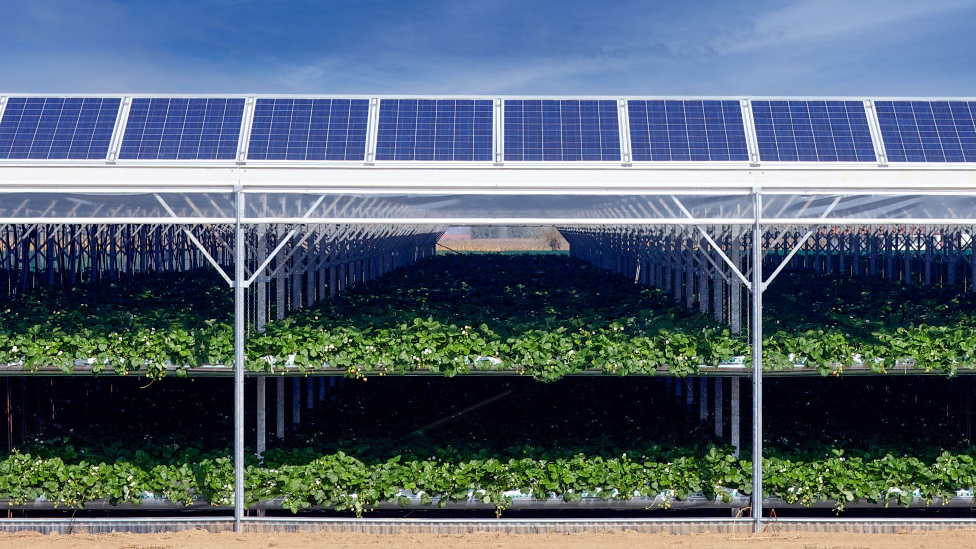 Solar photovoltaic panels in agricultural environment